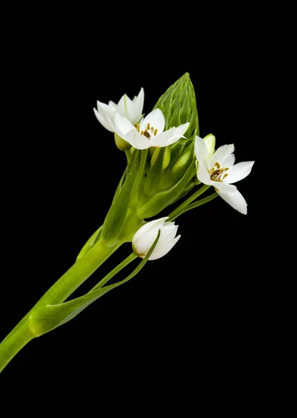 Fehér ornithogalum virágzó tüske — Stock Fotó